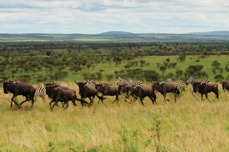 7 Days Budget Tanzania Safari