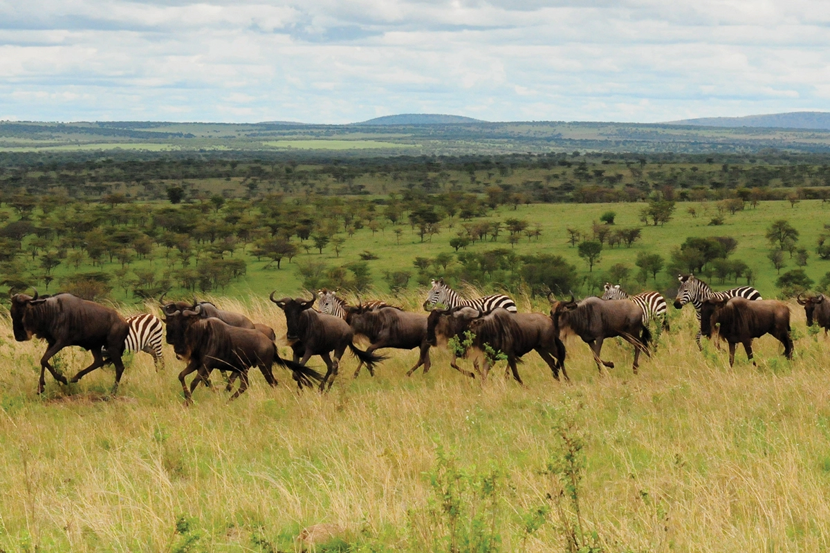 7 Days Budget Tanzania Safari