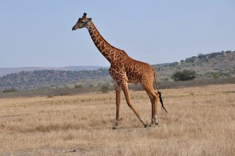 7 Days Rwanda Honeymoon Adventure