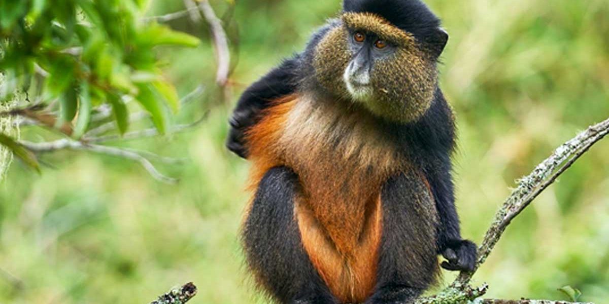 9 days Rwanda and Uganda primate safari