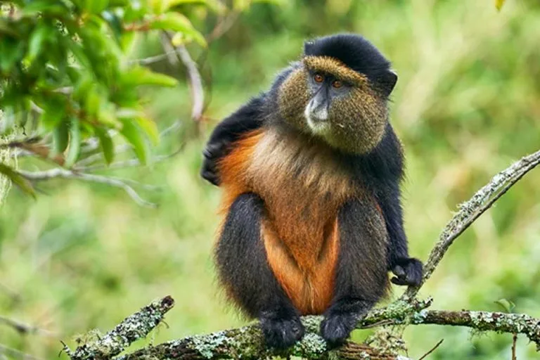 9 Days Rwanda and Uganda Primate Safari