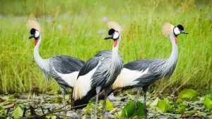 Bird Species in Mabamba Swamp