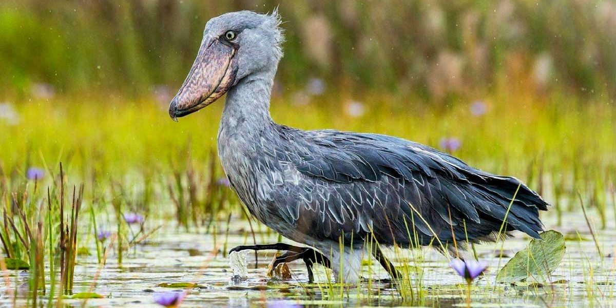 Bird Species in Mabamba Swamp