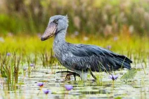 Bird Species in Mabamba Swamp