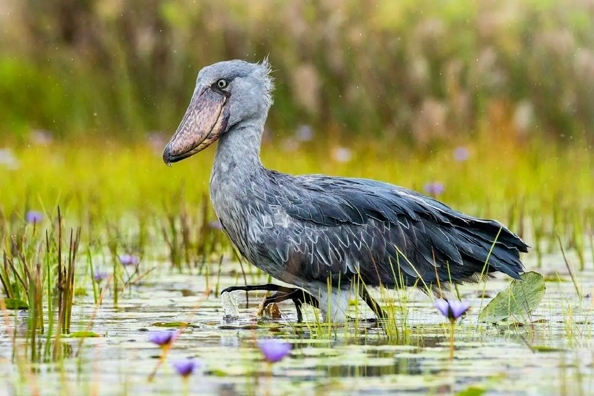 Bird Species in Mabamba Swamp