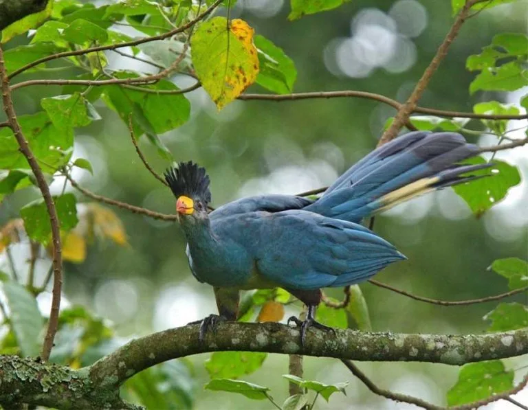 Birds in Bigodi Wetland