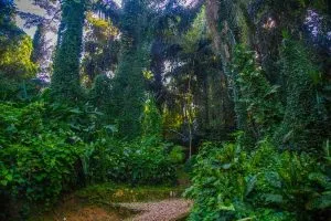 Botanical Gardens in Kampala and Entebbe