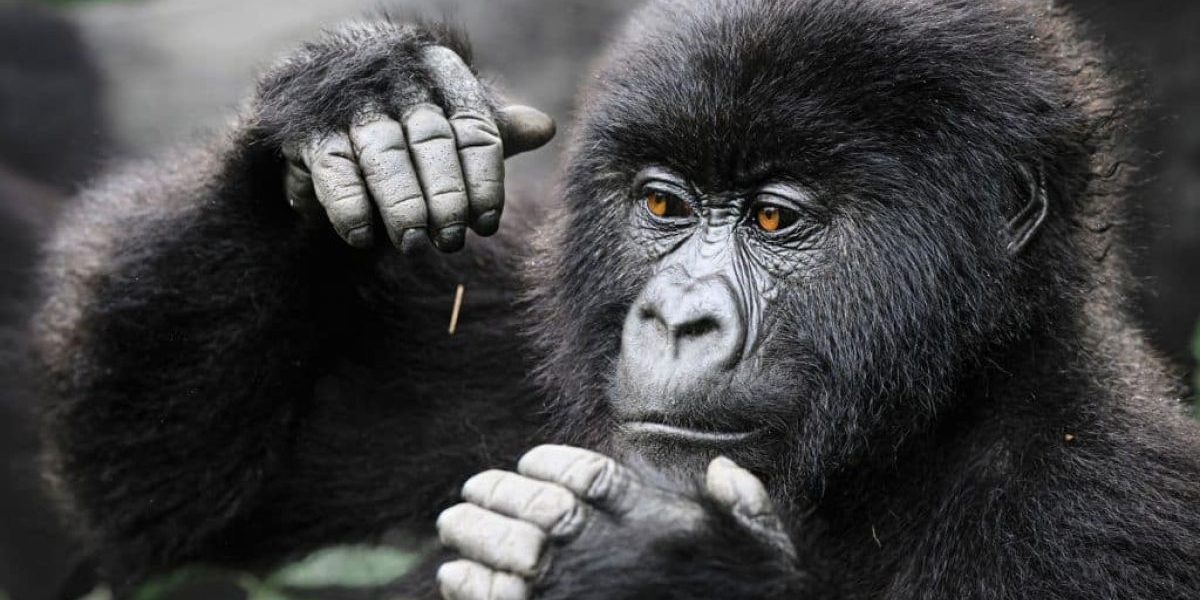 Congo gorilla trekking