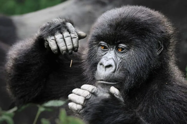 Congo gorilla trekking
