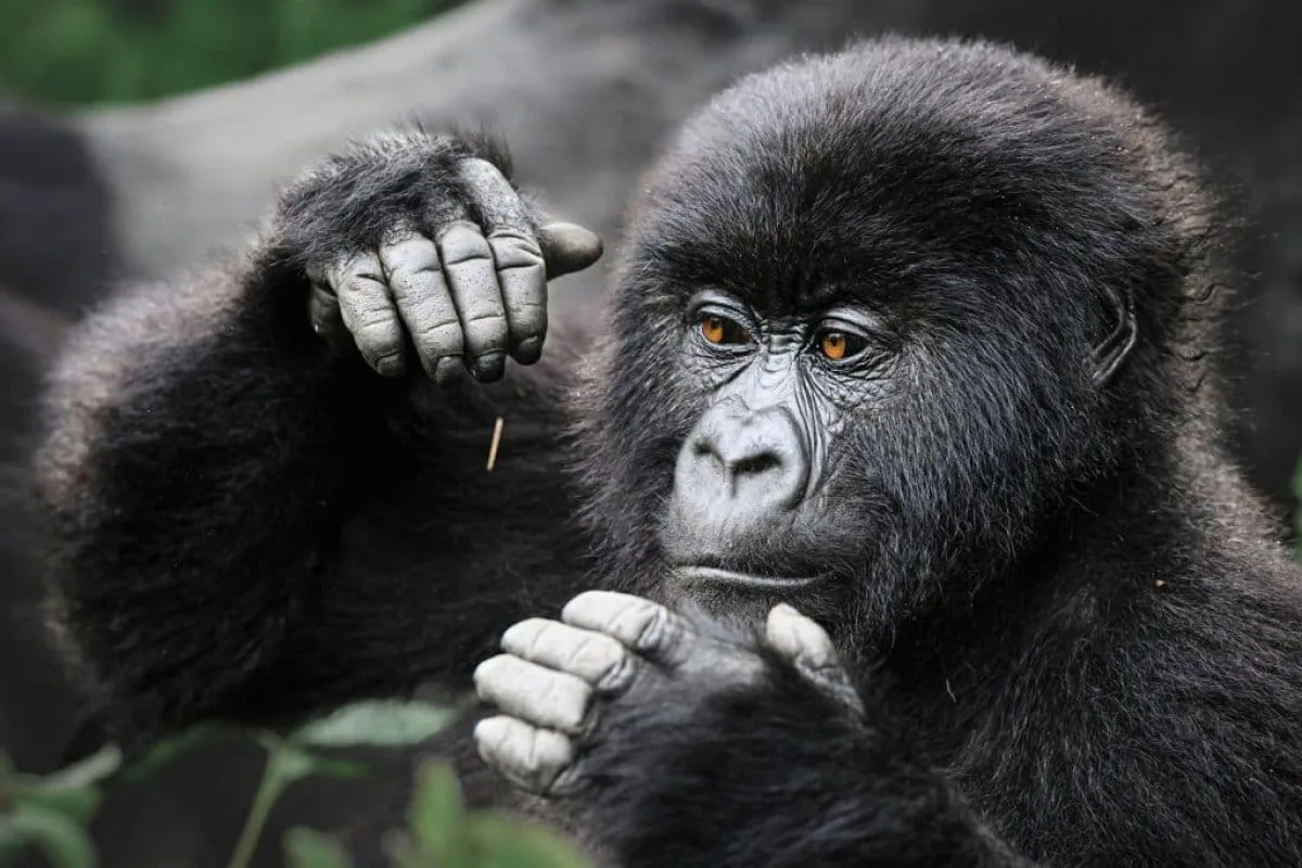 Congo gorilla trekking
