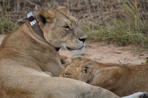 Lion Tracking Queen Elizabeth Park