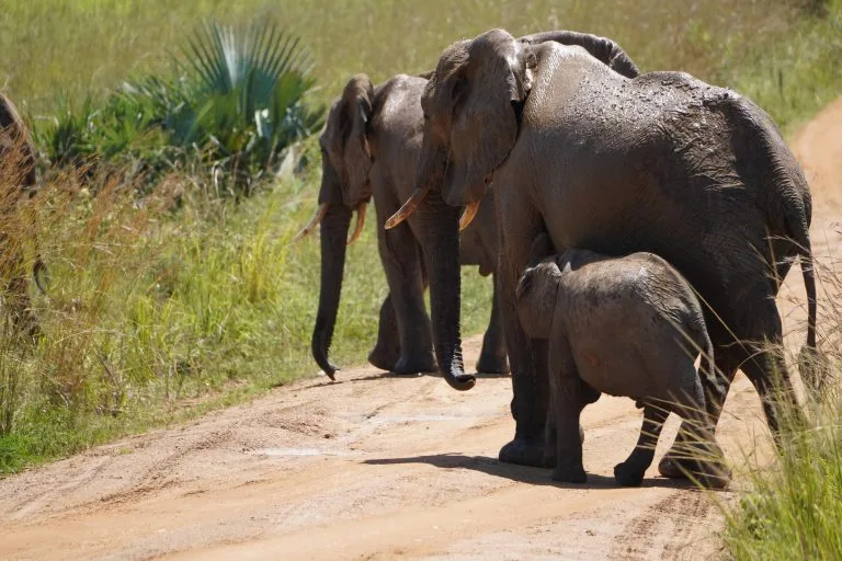 Planning a Uganda Safari from India