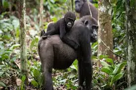 Gorilla Trekking in the Congo