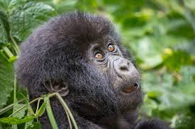 Gorilla Trekking in the Congo