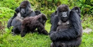 How Much is a Gorilla Trekking Permit for Indians in Uganda?