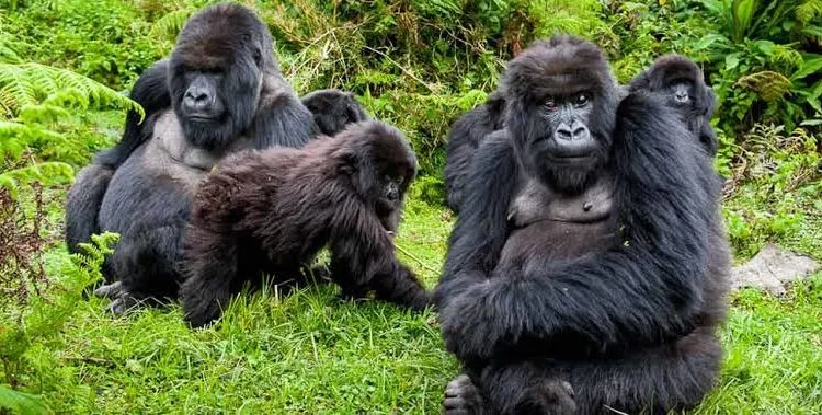 How Much is a Gorilla Trekking Permit for Indians in Uganda?