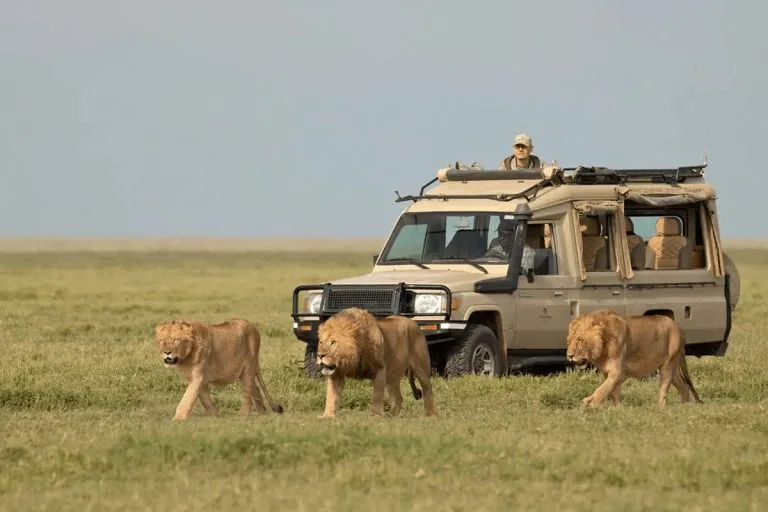 Lions in Tarangire National Park