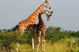 Planning Rwanda Safaris from The Netherlands