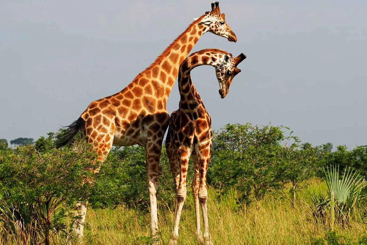 Planning Rwanda Safaris from The Netherlands