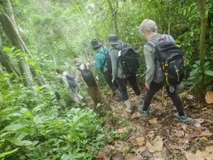 Chimpanzee trekking Kibale Nyungwe
