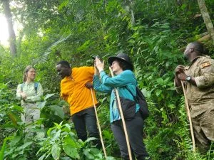 Chimpanzee trekking Kibale Nyungwe