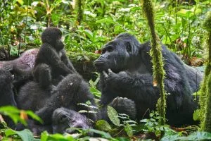 Where to Stay in Bwindi for Gorilla Trekking 