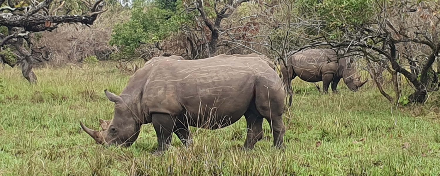 1 Day Ziwa Rhino Sanctuary Tour