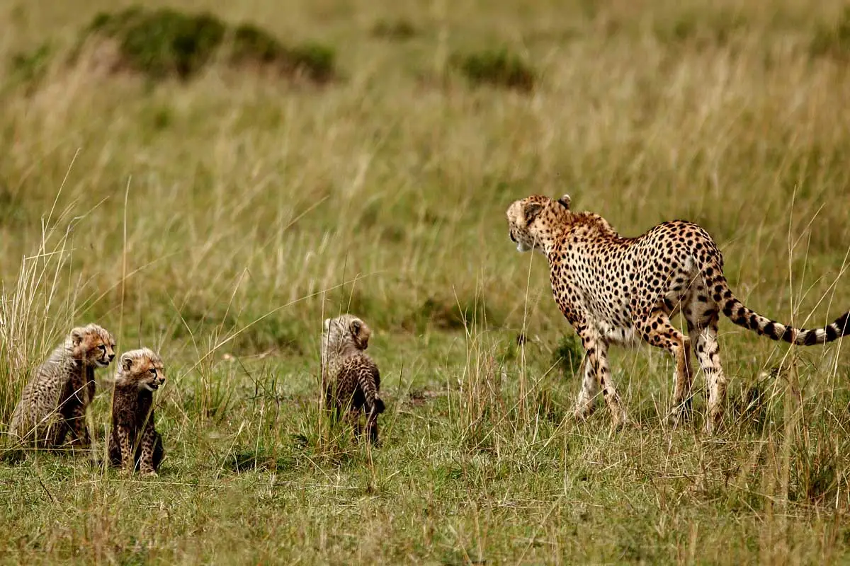 5 Days Masai Mara and Zanzibar Trip