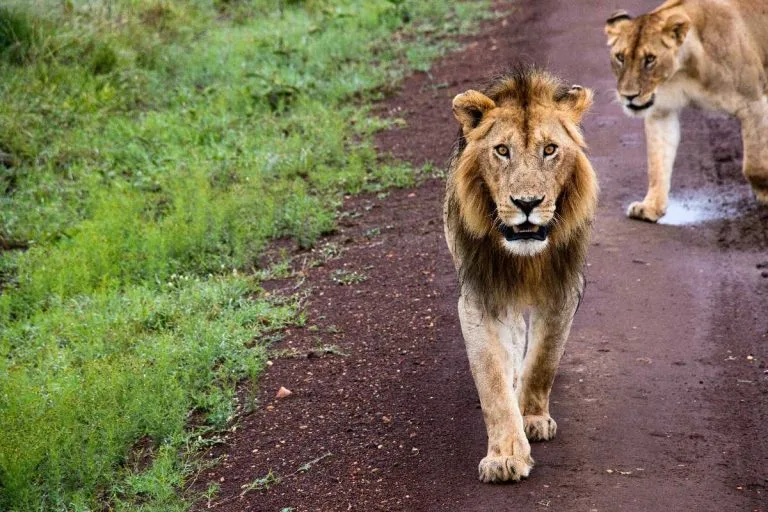 6 Days Kenya Encounters With Big Five Safari