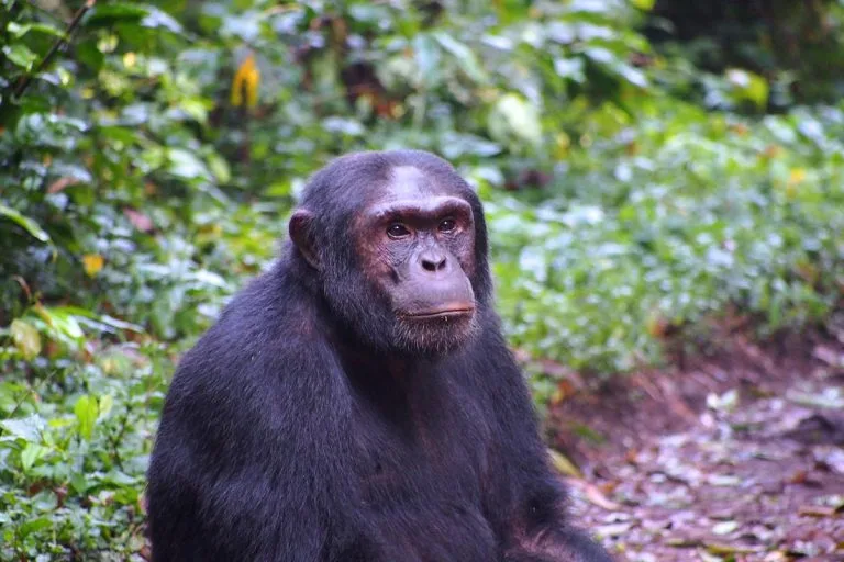 How to Book Chimpanzee Permits for Kibale National Park?
