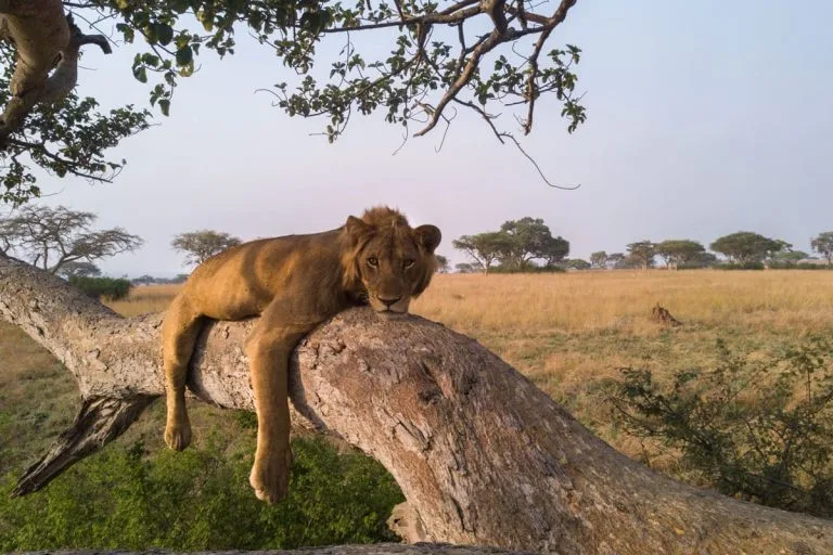 9 days Kenya classic safari for seniors