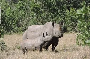 Tracking Black Rhinos Ol Pejeta Conservancy 