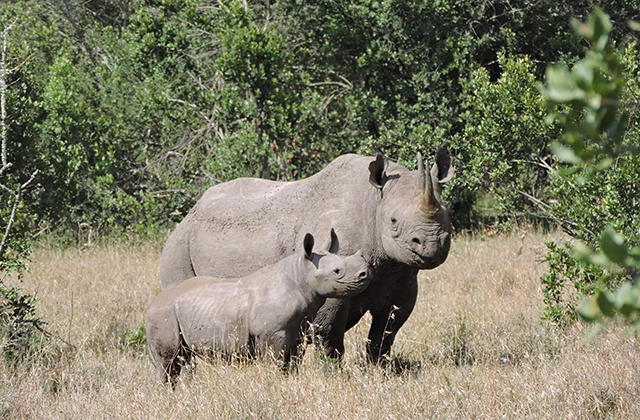 Tracking Black Rhinos Ol Pejeta Conservancy