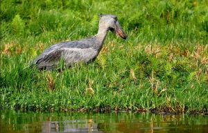 Uganda Day Trips Starting from Kampala