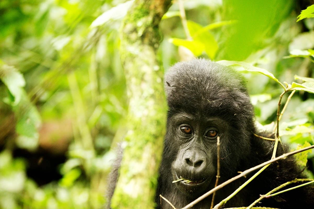 8 Days Uganda Gorilla Spice Tour