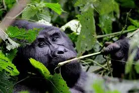 Gorilla Trekking After Retirement