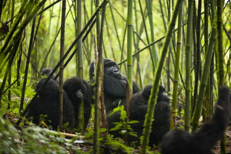 gorilla families in Rwanda