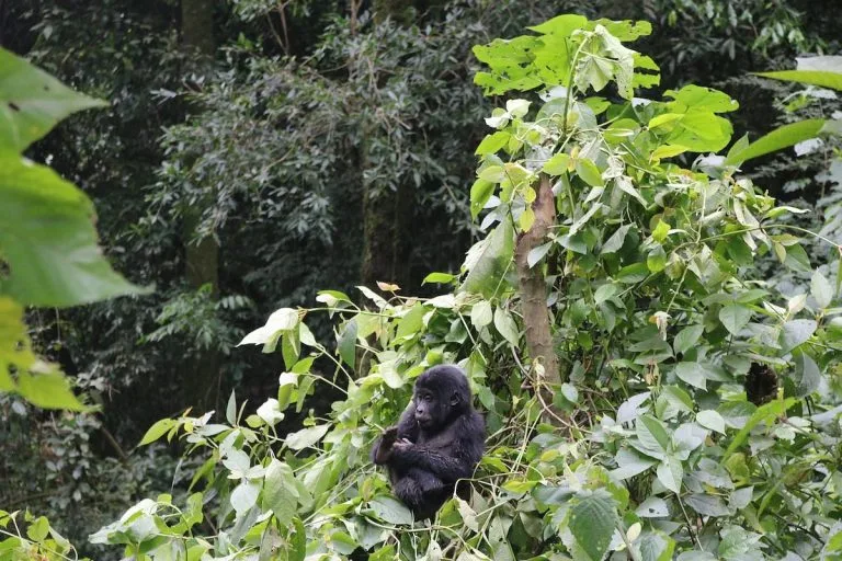 3 Days Gorilla Trekking in the Christmas Season