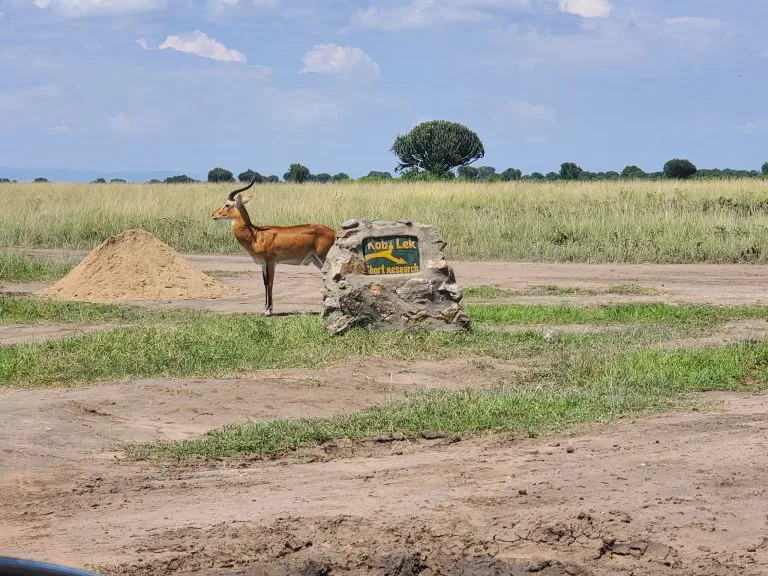 New Mating Track in Queen Elizabeth National Park