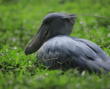 6 Days Uganda Gorillas and Shoebill Tour