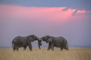 Best Places for Valentines Day in Kenya