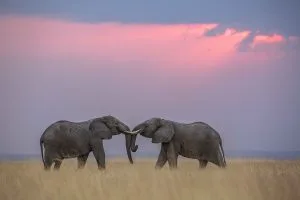 Best Places for Valentines Day in Kenya