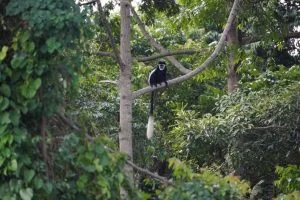 Best Places to See Monkeys in Uganda