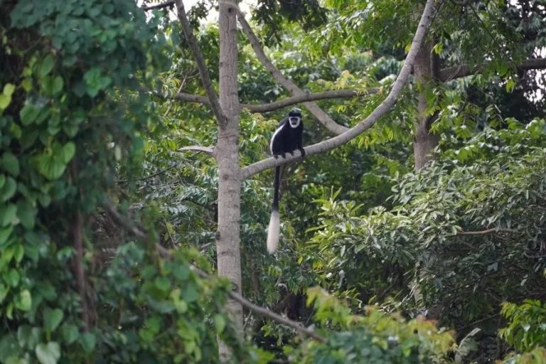 Best Places to See Monkeys in Uganda