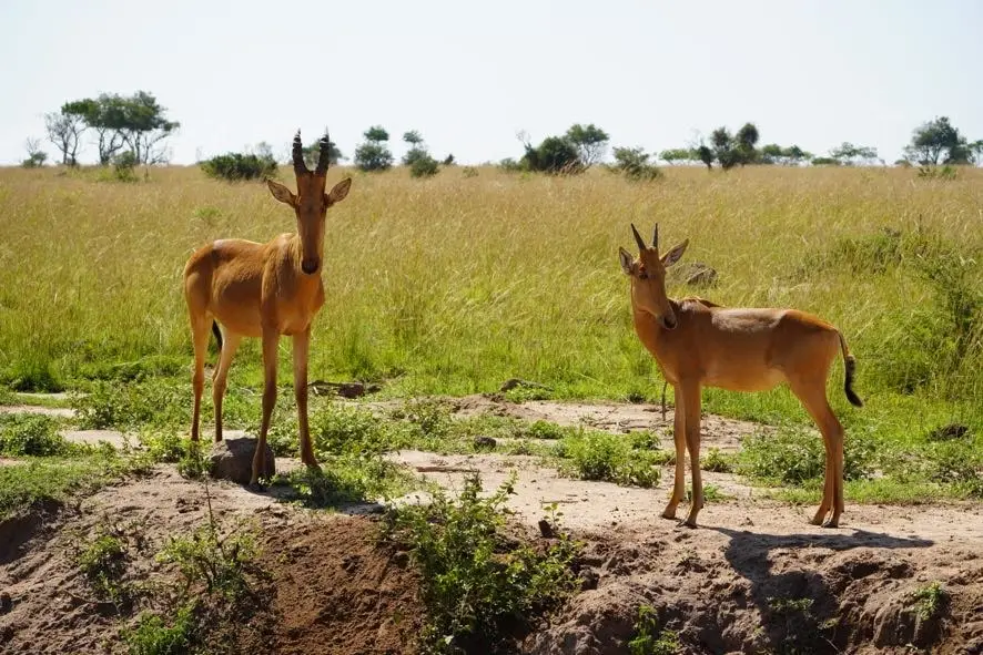 Best Places to See Antelopes in Uganda