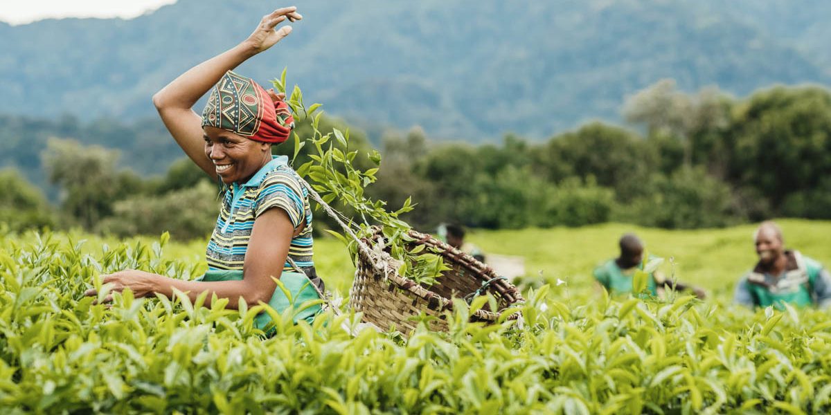 Gisakura Tea Plantation Tour