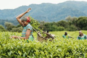 Gisakura Tea Plantation Tour