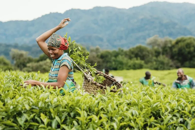 Gisakura Tea Plantation Tour