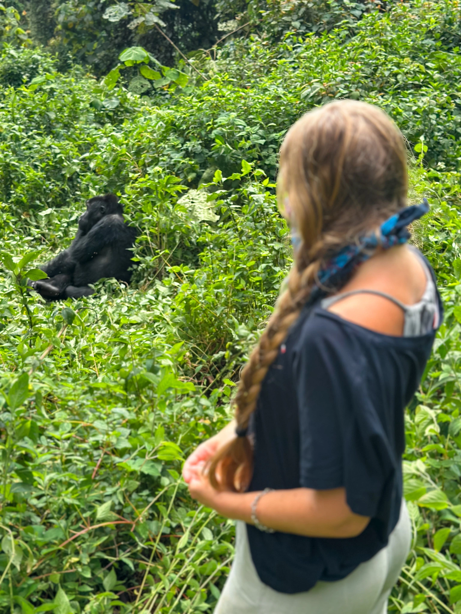 Gorilla Trekking During Winter