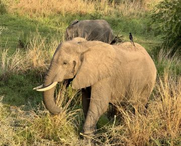 4 Days Kidepo and Bwindi Flying Safari
